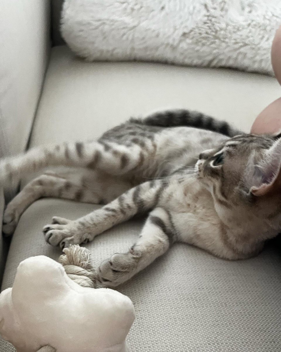 nekochan_mist's tweet photo. ソファーでのびのび

#猫 #子猫 #オーストラリアンミスト 
#cat #kitten #australianmist  
#猫のいる暮らし #子猫のいる暮らし https://t.co/zREKmRqxsX
