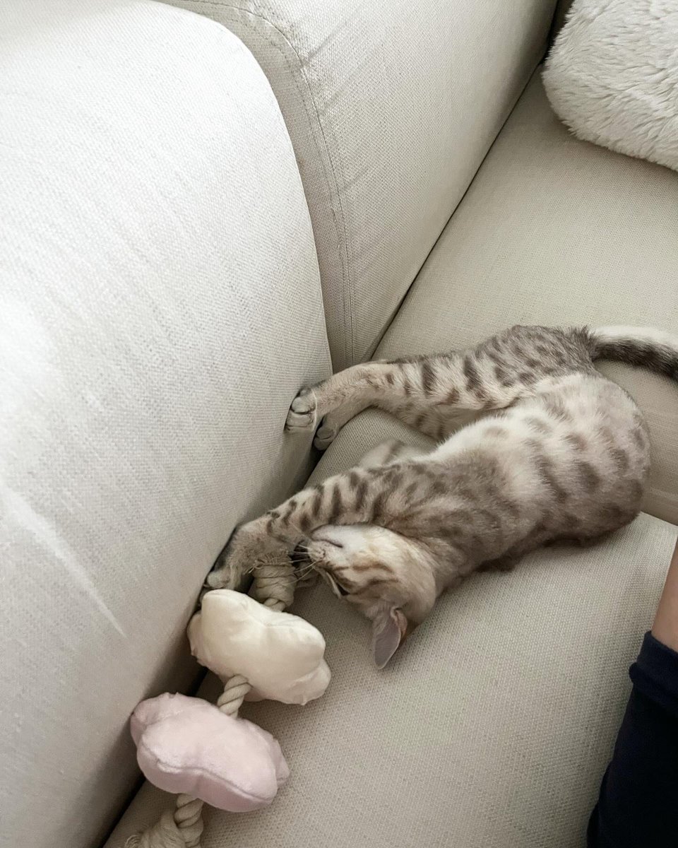 nekochan_mist's tweet photo. ソファーでのびのび

#猫 #子猫 #オーストラリアンミスト 
#cat #kitten #australianmist  
#猫のいる暮らし #子猫のいる暮らし https://t.co/zREKmRqxsX