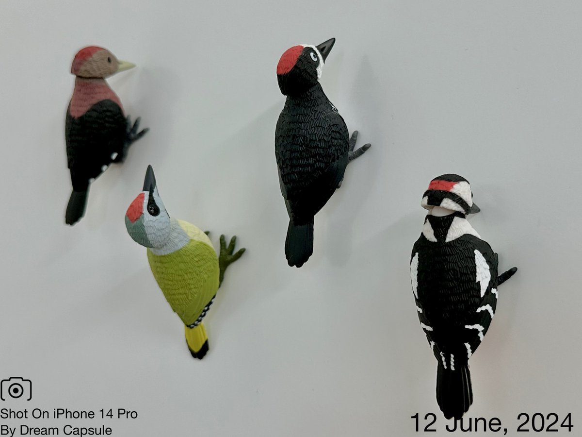 dreamcapsuleCEO's tweet photo. 🌟新入荷ガチャ商品プレゼントCP🌟

木をつつくあの鳥が、頭と口を動かせる本格的なミニチュアに🌲
「キツツキ 可動&amp;マグネット」

フォロー&amp;RP(RT)していただいた方の中から抽選で2名様に全4種セットをプレゼント🎁
ドリカプへの入荷日とキャンペーン詳細は↓

#ドリームカプセル #ガチャ専門店 https://t.co/r5IBx6BGj9