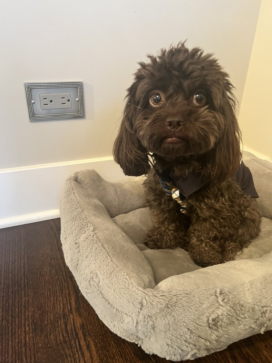 Dr. Monica Schroeder, pHCLE, NIU & DePaul alumna tweet media