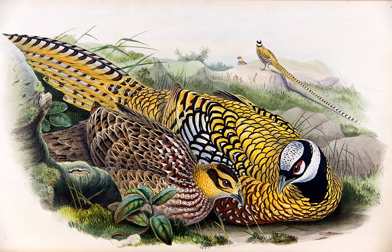 ZSLLibrary's tweet photo. #OTD in 1940 a female Reeves pheasant was received @ZSLLondonZoo. It was received from a #ZSLFellow, P.C. Taylor of East Acton. This is listed in the "Daily Occurrences" in our #Archives.
#Sciart in John Gould's " Birds of Asia" Vol. 7, published 1850-1883. https://t.co/8pKISTRqm4
