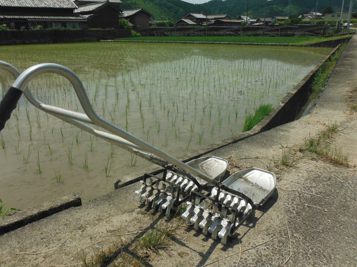 RonNouen's tweet photo. 昔ながらの苗代で、苗を作って、

昔ながらの手植え田んぼ

株間３３㎝の広い空間で、ノビノビ元気に育てていきます

除草剤を使わない無農薬栽培なので、
昔ながらのコロガシを使って、除草作業

田植え後１週間ですが、すでに草の芽達は動き出している

＃無農薬　＃田んぼ　＃昔ながらの https://t.co/VgllEfe1NA