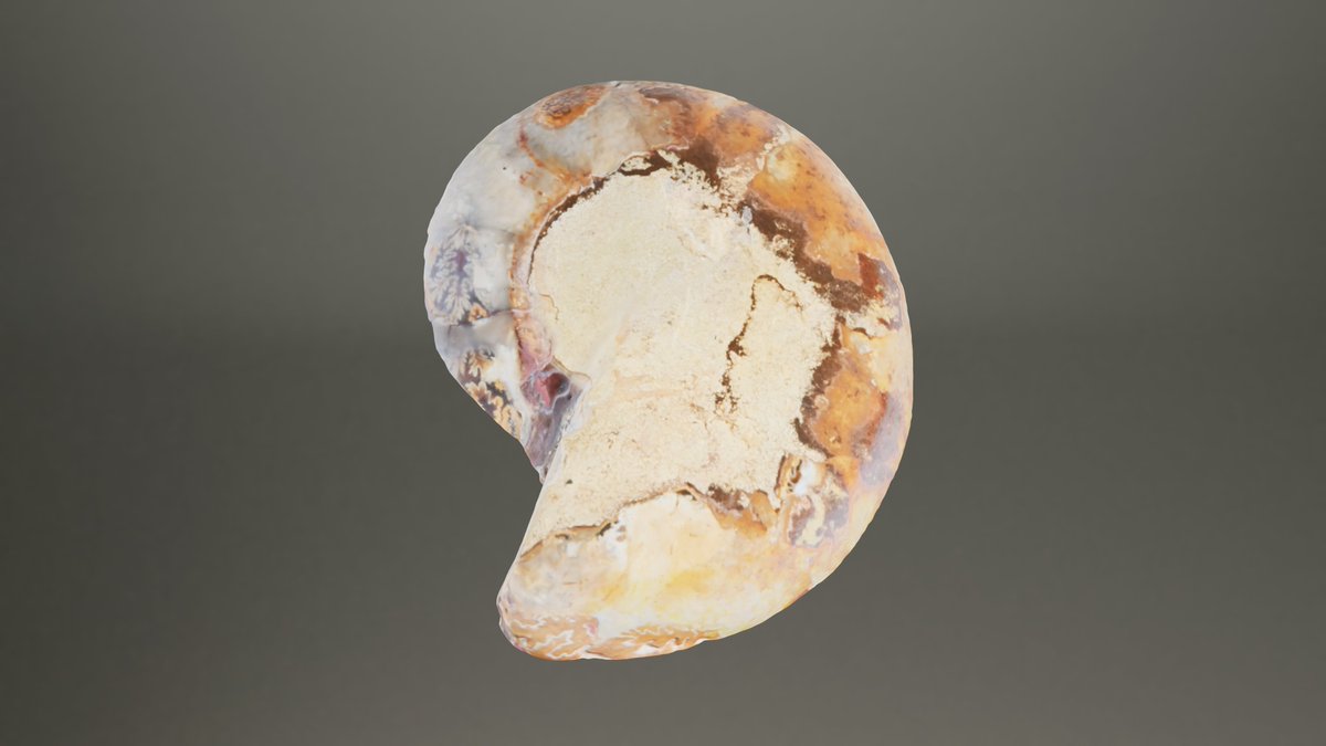 Polyground_ai's tweet photo. New 3D asset: Brown Ammonite! This ancient fossil boasts a rich brown hue and a solid look. Perfect for your collection! #3dassets #ammonite #3d #pog #realitycapture #3dart #3dmodeling #photogrametry #b3d #unrealengine5 https://t.co/tTJ49C5nSW