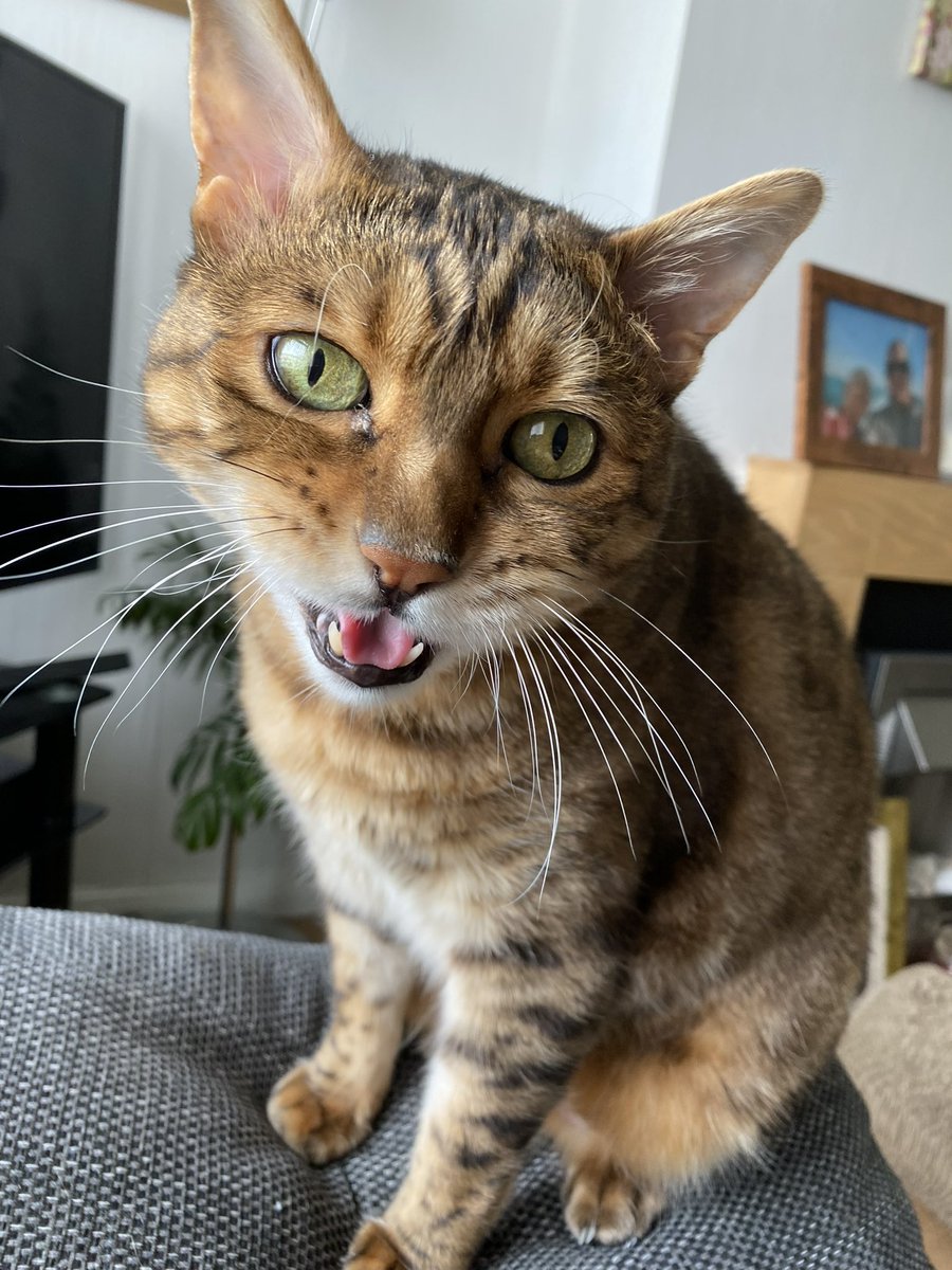 LokitheB's tweet image. Fwenz! Iz chilly andz windy outz! The Human sayz I is lucky Bengal as I livez insidez and doesn’t haz to goez out! 😹 So I singz for her insteadz! Happy #WhiskersWednesday to our Fwenz! #CatsOfTwitter #CatsOnTwitter #teambengal