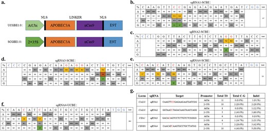 Hortres's tweet photo. SCGBE2.0 editor enables efficient C-to-G/A mutations in watermelon, enhancing precise base modification and mutagenesis for molecular breeding. #GenomeEditing #WatermelonBreeding @OxfordJournals
Details:https://t.co/eZYaYIJ4UP https://t.co/rNe9DqzxLU