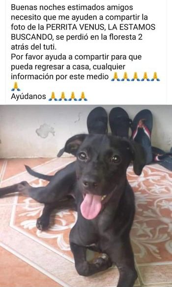 AlertaMePerdi's tweet photo. #PERDIDA #GUAYAQUIL
Nombre: #VENUS
Fecha: 08/06/24
Sector: Sur, Floresta 2 Mz. 200, strás del TUTI de la Floresta 2
Sexo: Hembra
Raza: Mestiza
Obsv : Una mancha blanca en el pecho
Contacto: 0990951968
¡Ayúdala a volver con su familia!
#AlertaMePerdí https://t.co/vtx9oZDQAZ