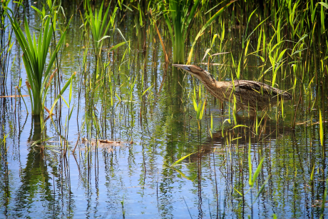 Después de 70 años conociendo a las aves nos preguntamos: ¿Qué le diría la garcilla cangrejera de 1954 (emblema <a href="/SEO_BirdLife/">SEO/BirdLife</a>) al avetoro #AvedeAño 2024? 🗣️🦆

ℹ️ seo.org/algoritmos-con…

✍️Editorial de <a href="/AsunSEO/">Asun Ruiz</a> publicado en el nuevo nº de #AvesyNaturaleza.