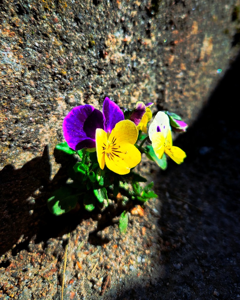 etgunnarsson's tweet photo. Photo Tuesday #9

Nature's War on Brutalism
.
.
.
#etgunnarsson #rememberusbook #forgiveusbook #abandonusbook #bragipress #odemarkseries #photography #photos #spring #landscape #flowers #springtime #weeklyphoto https://t.co/wKv4AvGJAP