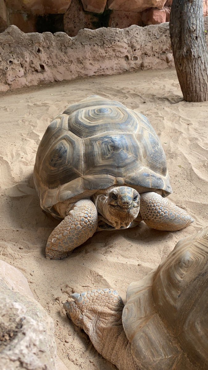 simspley's tweet photo. Met Tortimer on my travels 

#animalcrossing #AnimalCrossingNewHorizions https://t.co/Ncmg0zWXDb