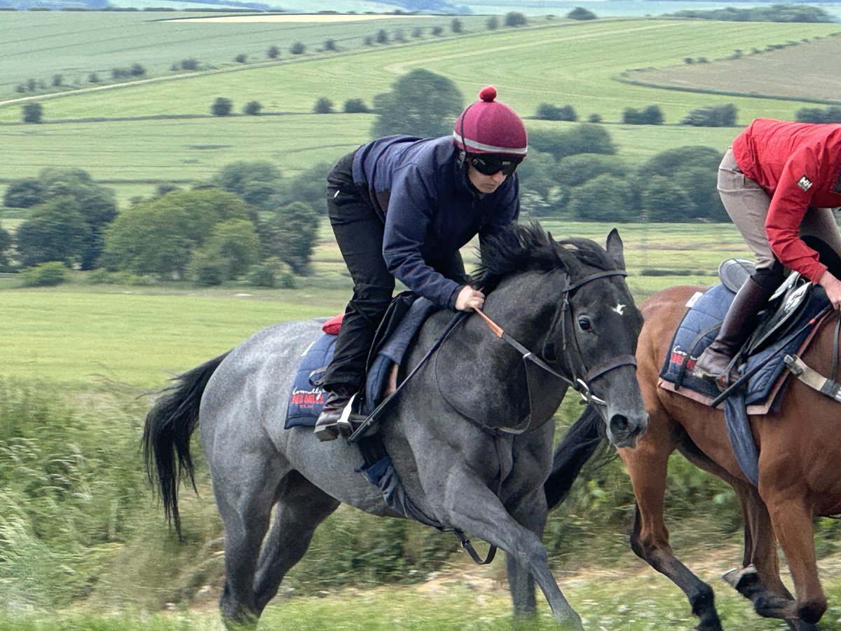 johnsonhoughton's tweet photo. Betty is getting ready to put her finery on. #royalascot #fastfilly #teamWoodway https://t.co/5J5hP2mBj2