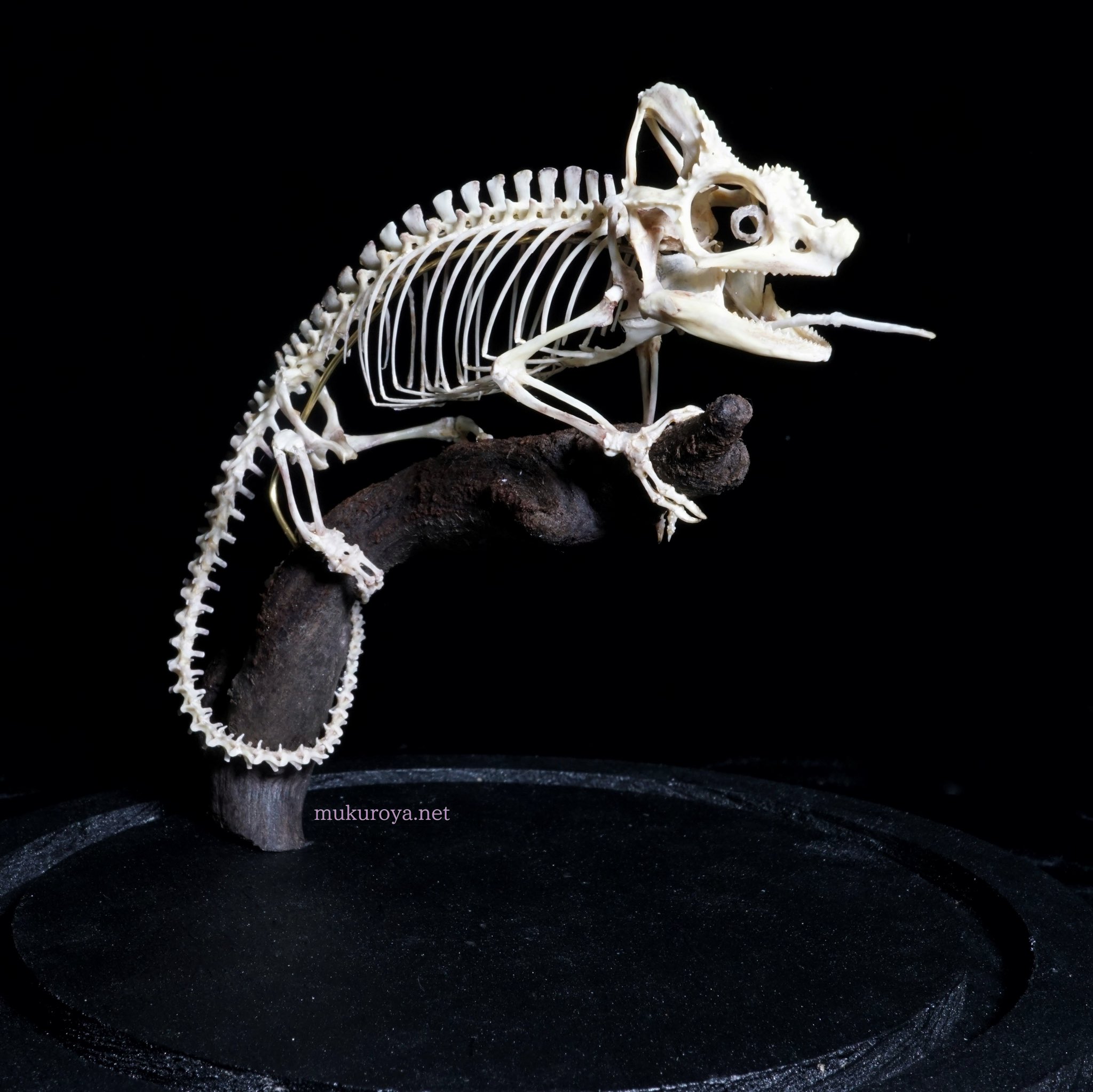 ホーネリーカメレオン 幼体 液体標本 ホーネリーカメレオン 幼体 液体