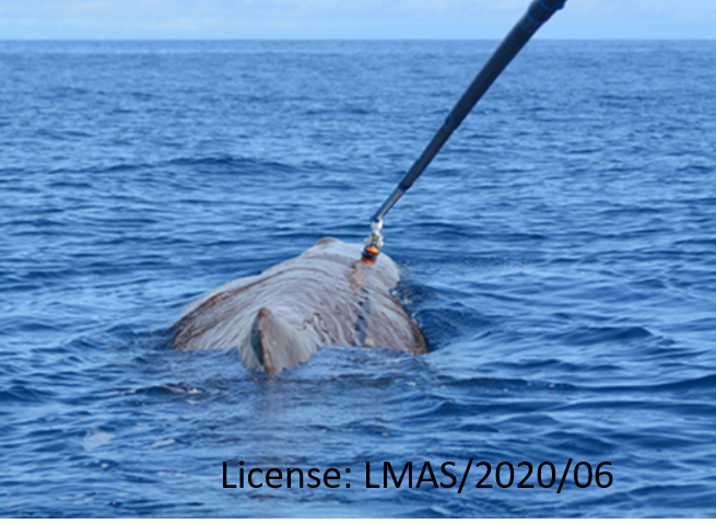 New paper on sperm whale reponses to changes in prey structure. In-situ foraging data was used to determine daily energy acquisition and to identify the minimum required foraging success rate and explore potential responses to environmental changes. Check the thread 🧵