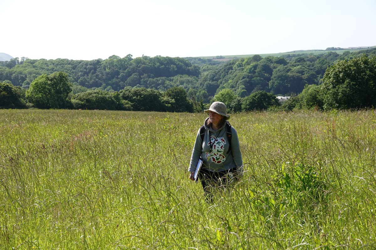 INCCymru's tweet image. Over the next few years we will be working at a farm in north Pembrokeshire to transform it from an intensive farm to a wildlife haven. Reinstating wildflower rich arable margins as well as wildflower meadows &amp;amp; cattle grazed wood pasture. Cant wait. Huge thanks to the landowners.