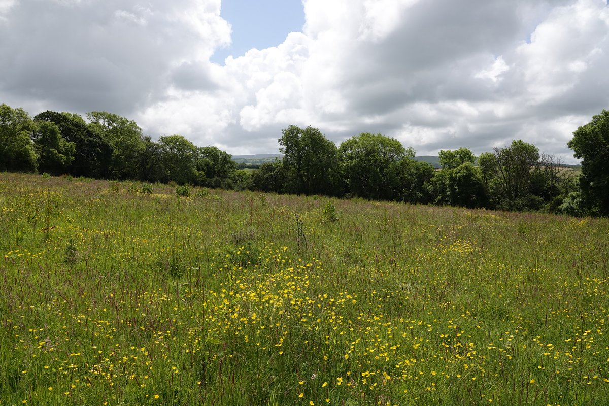 INCCymru's tweet image. Over the next few years we will be working at a farm in north Pembrokeshire to transform it from an intensive farm to a wildlife haven. Reinstating wildflower rich arable margins as well as wildflower meadows &amp;amp; cattle grazed wood pasture. Cant wait. Huge thanks to the landowners.