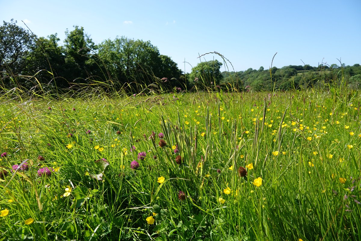 INCCymru's tweet image. Over the next few years we will be working at a farm in north Pembrokeshire to transform it from an intensive farm to a wildlife haven. Reinstating wildflower rich arable margins as well as wildflower meadows &amp;amp; cattle grazed wood pasture. Cant wait. Huge thanks to the landowners.