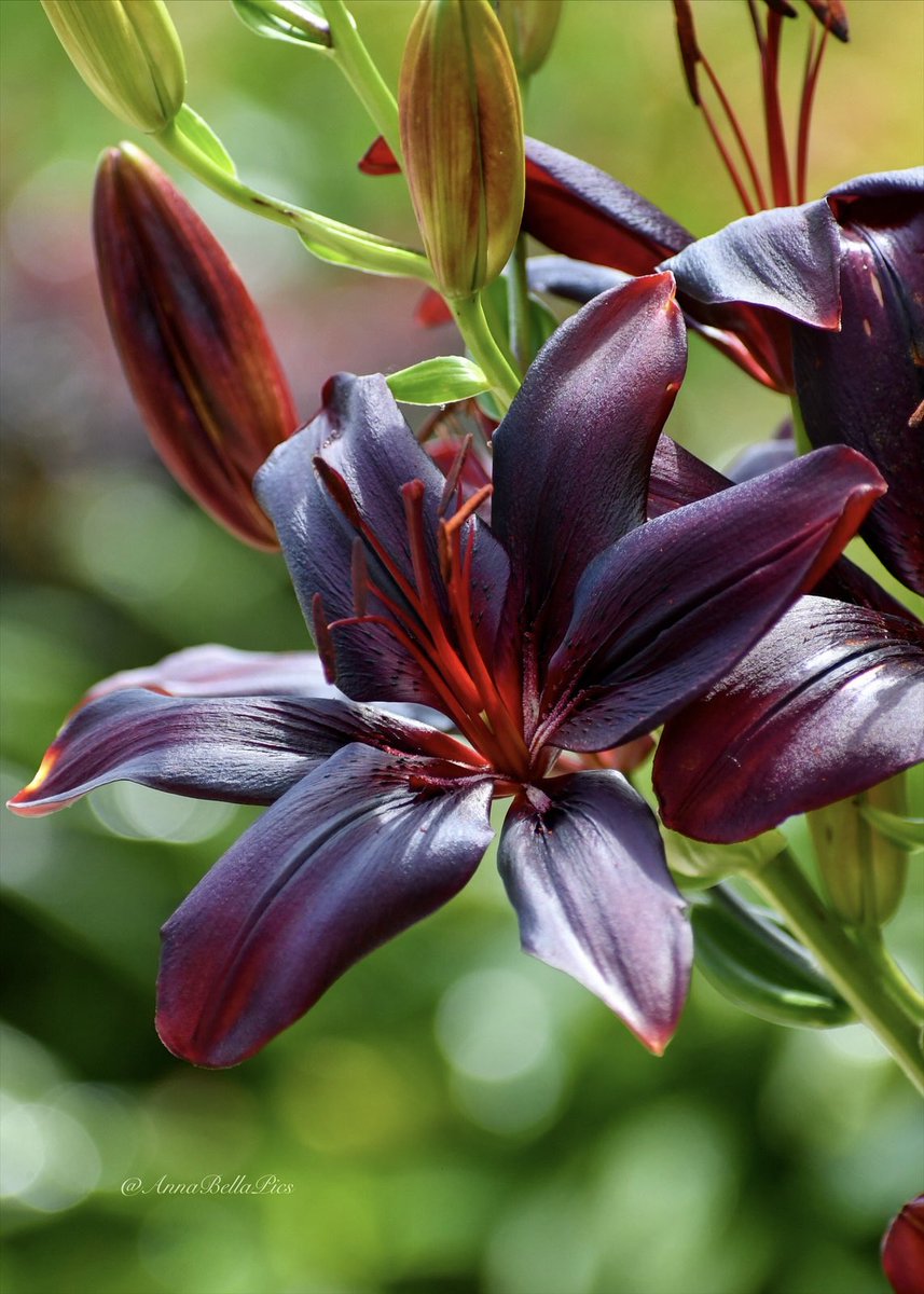 🌱Annie🌸📷 tweet media