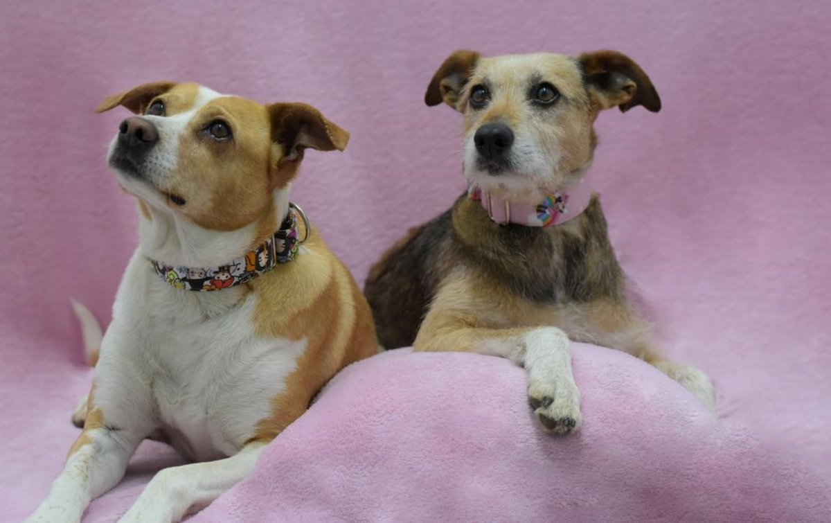 SosAbuelos1's tweet photo. #Pontevedra
Contacto; 667 51 96 46 // info@protectoramorrazo.com
10 añitos tienen cada una de estas dos hermanitas de vida. Ellas son las preciosas; #GORA & #XONXA. Unas divinas perritas que están súper unidas y que se aman con locura.
Buenas y muy obedientes... mejor no te dejes un paquete de chuches a su alcance porque no prometen nada.
Ambas son el cariño a cuatro patas. Solo necesitan una familia con quien compartirlo.
