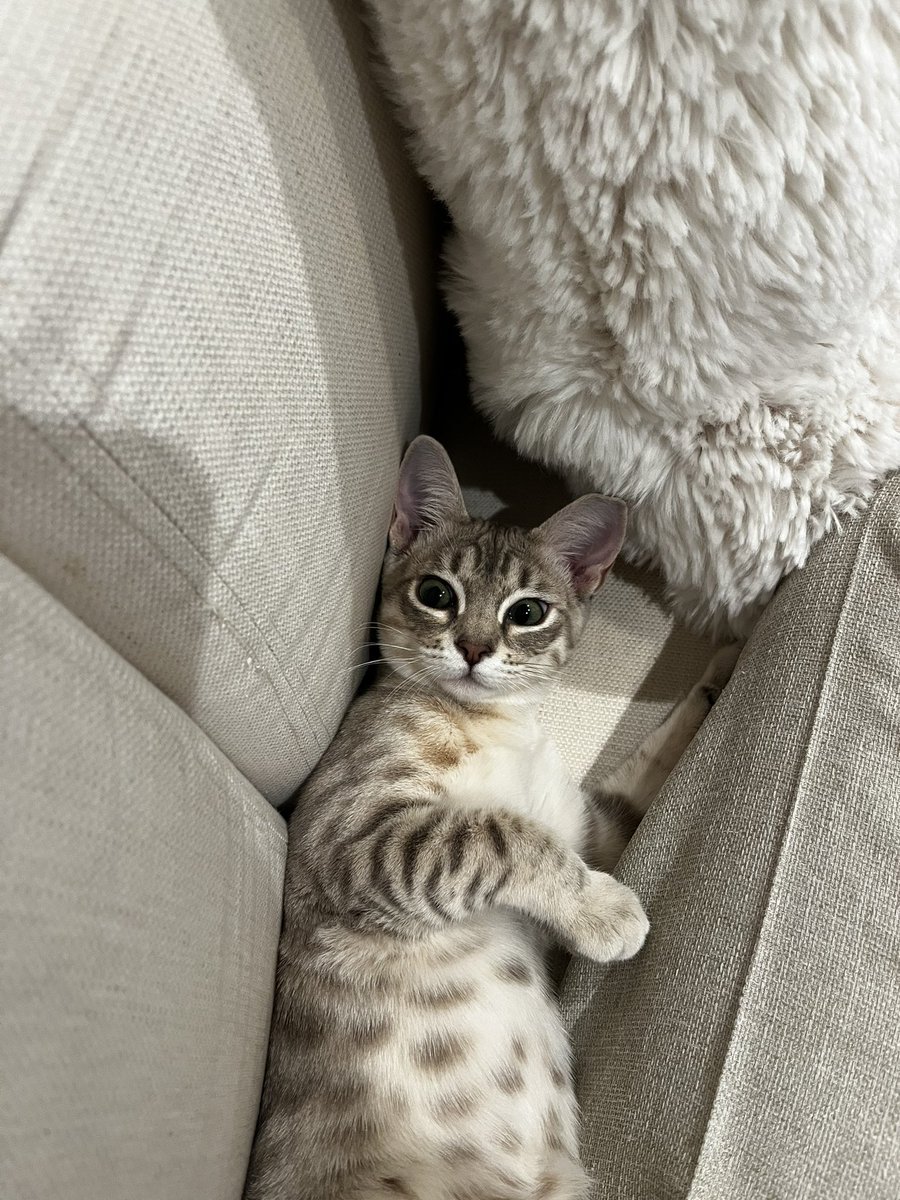 nekochan_mist's tweet photo. 何かを見てしまったミストちゃん

#猫 #子猫 #オーストラリアンミスト 
#cat #kitten #australianmist  
#猫のいる暮らし https://t.co/1TWFRu7Bwn