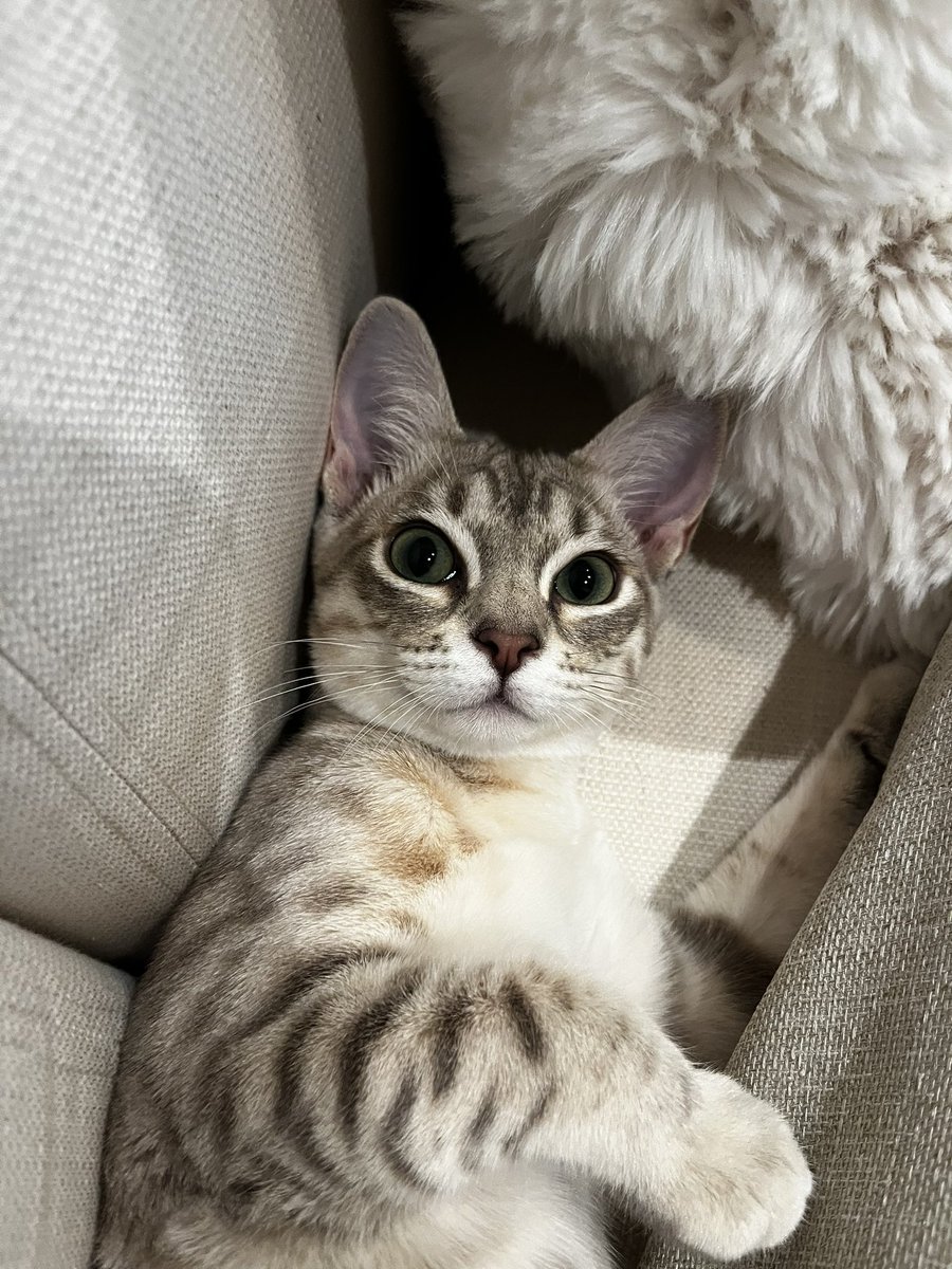 nekochan_mist's tweet photo. 何かを見てしまったミストちゃん

#猫 #子猫 #オーストラリアンミスト 
#cat #kitten #australianmist  
#猫のいる暮らし https://t.co/1TWFRu7Bwn