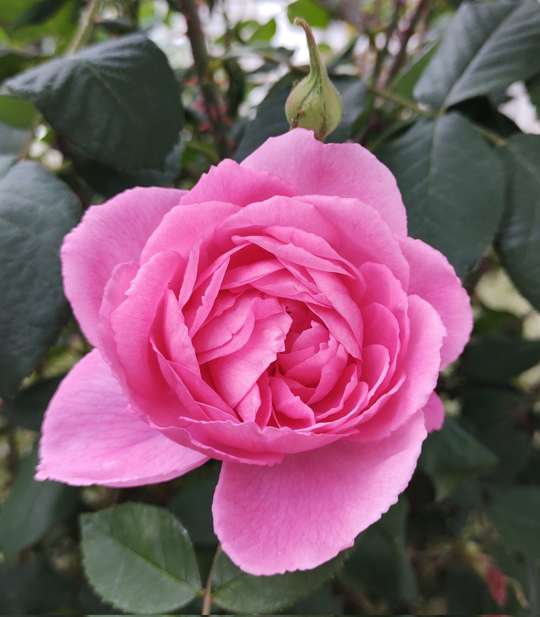 InaHartmann13's tweet photo. #rosen Monat Juni https://t.co/DLLIyDpEjH