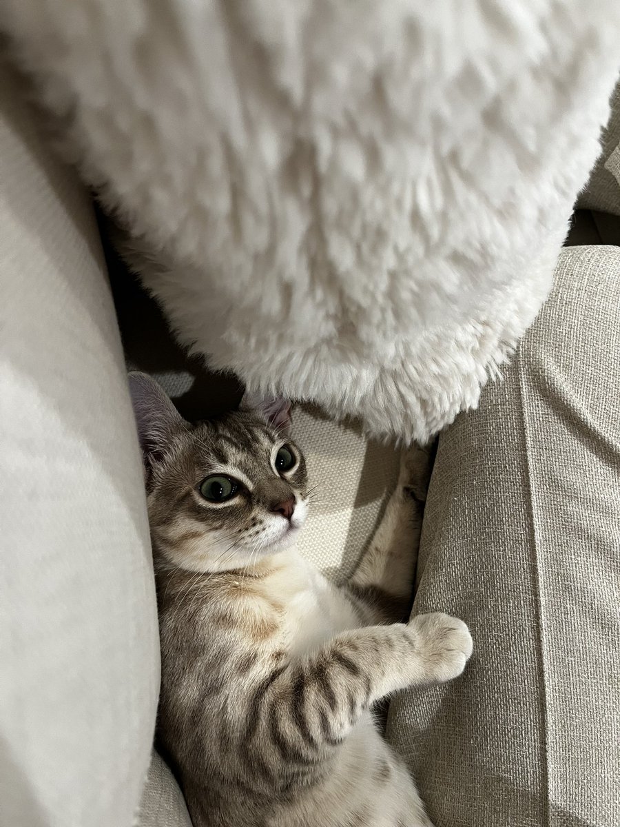 nekochan_mist's tweet photo. 顔の右側に自信ネキ☺️

#猫 #子猫 #オーストラリアンミスト 
#cat #kitten #australianmist  
#猫のいる暮らし https://t.co/p3EpFzELgF