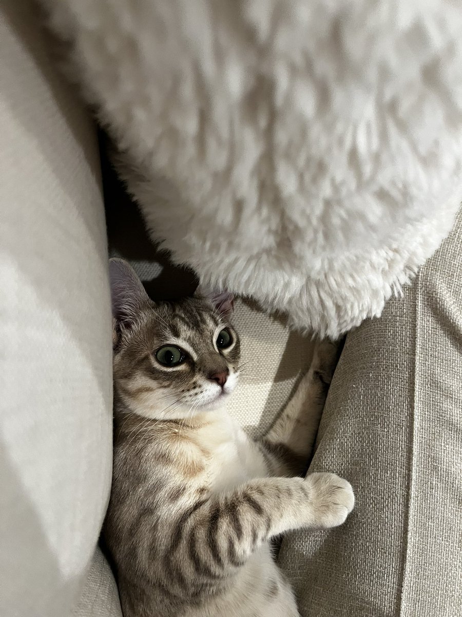 nekochan_mist's tweet photo. 顔の右側に自信ネキ☺️

#猫 #子猫 #オーストラリアンミスト 
#cat #kitten #australianmist  
#猫のいる暮らし https://t.co/p3EpFzELgF