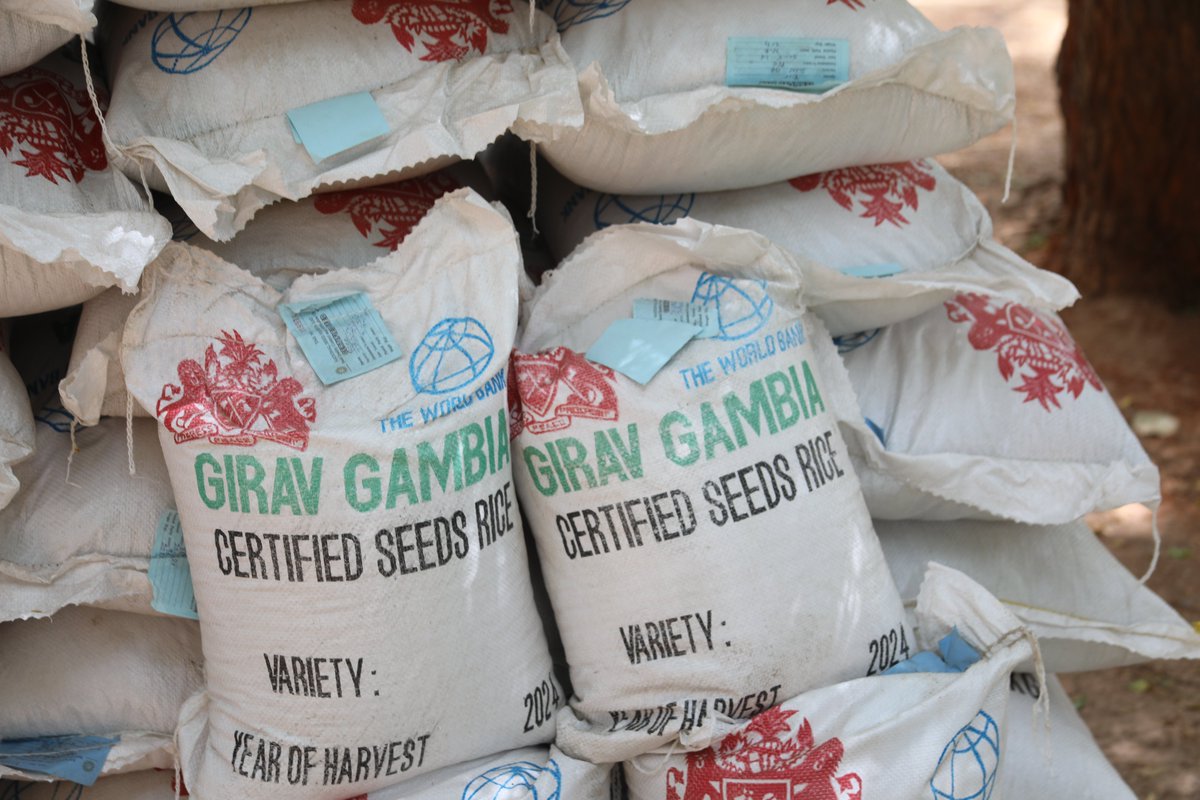 CORAFNews's tweet photo. 🇬🇲#Gambia: Collaborating with @CORAFNews, the #GIRAV project has launched the distribution of 250 metric tonnes of climate-smart rice 🌾& maize 🌽 #seeds to benefit 12,500 producers, including women & youth. Hon. Minister Demba Sabally graced the ceremony.
#SeedSecurity https://t.co/xUkBhlrseS