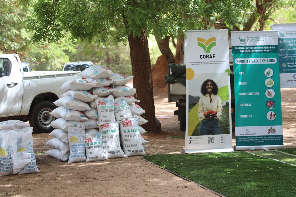 CORAFNews's tweet photo. 🇬🇲#Gambia: Collaborating with @CORAFNews, the #GIRAV project has launched the distribution of 250 metric tonnes of climate-smart rice 🌾& maize 🌽 #seeds to benefit 12,500 producers, including women & youth. Hon. Minister Demba Sabally graced the ceremony.
#SeedSecurity https://t.co/xUkBhlrseS