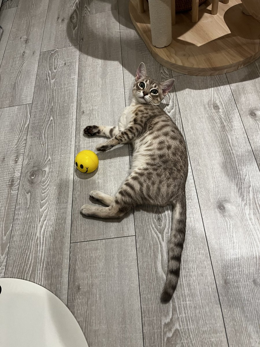nekochan_mist's tweet photo. 🟡🐾

黄色いボールがお気に入りのミストちゃん🐈

#猫 #子猫 #オーストラリアンミスト 
#cat #kitten #australianmist  
#猫のいる暮らし https://t.co/ivaqgfuLJ9