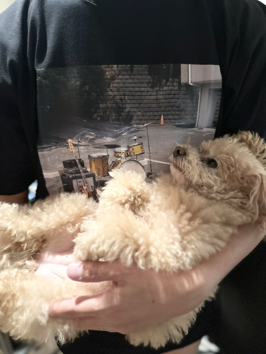 takaman88485310's tweet image. Ｔシャツ届いてうちのこも喜んでいます🙌✨
#新しいＴシャツ 
#くるり #inyourlife 
#犬
#名前はくるりちゃんじゃないよ