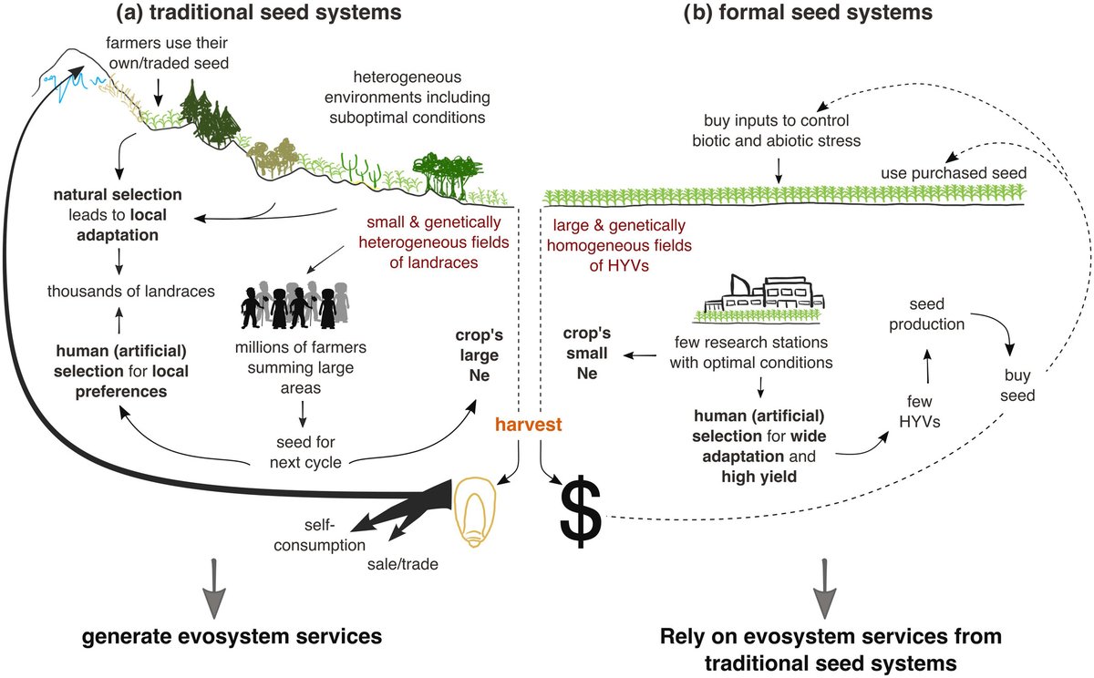 We wrote about why traditional knowledge is important in how we produce food. Read it here👀:Human management of ongoing evolutionary processes in agroecosystems - Mastretta‐Yanes - PLANTS, PEOPLE, PLANET nph.onlinelibrary.wiley.com/doi/10.1002/pp… #Traditional #Plant #Knowledge #Matters.