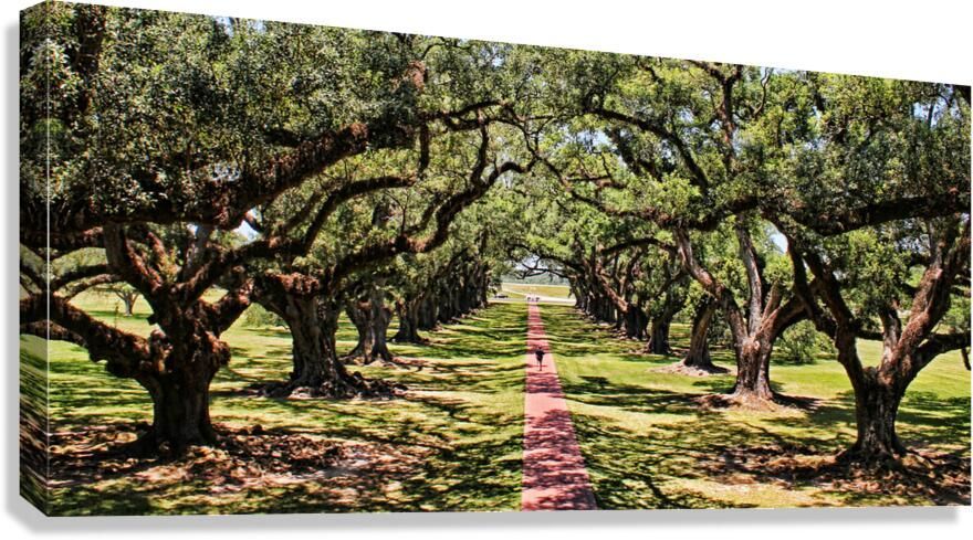 Judy Vincent Photography tweet media