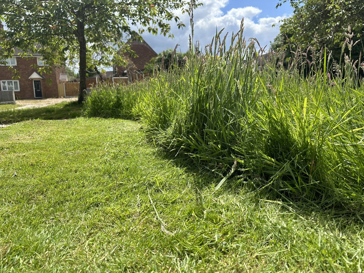MWhile_photos's tweet photo. @BBCSpringwatch after #NoMowMay the visual difference of cut lawn and if left to grow is amazing!!! The blackbirds especially love to coax the insects out of the long stuff onto the lawn and foxes love to rummage on the front lawn in the long stuff too 🙌🏼 @LGSpace https://t.co/8GyMOvAtBK