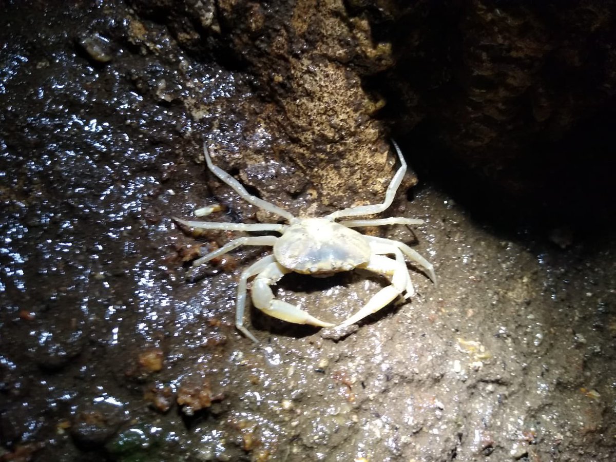 Carlos Lasso (@classoalcala) on Twitter photo Explorando y estudiando la biodiversidad cavernícola en cuevas de las estribaciones de serranía de los Yariguies. Gracias comunidad La Aguada, Santander, L. Pardo, M. López, J. Amado, S. Ardila. <a href="/inst_humboldt/">Instituto Humboldt</a> <a href="/oscbio_t/">Oscar Barbosa</a> <a href="/Henry_Gallo7/">Henry William Gallo Martinez</a> <a href="/espeleocol/">Asociación Espeleológica Colombiana - ESPELEOCOL</a> Explorando y estudiando la biodiversidad cavernícola en cuevas de las estribaciones de serranía de los Yariguies. Gracias comunidad La Aguada, Santander, L. Pardo, M. López, J. Amado, S. Ardila. <a href="/inst_humboldt/">Instituto Humboldt</a> <a href="/oscbio_t/">Oscar Barbosa</a> <a href="/Henry_Gallo7/">Henry William Gallo Martinez</a> <a href="/espeleocol/">Asociación Espeleológica Colombiana - ESPELEOCOL</a>