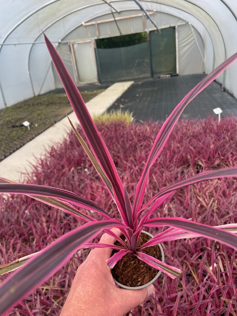 I have a trade customer in Holland who would like to order 1200 of these Cordyline Pink Passion but the €710 Transport (€330 before #brexit) , €178 Phyto costs and €370 EU clearance costs has put them off.......