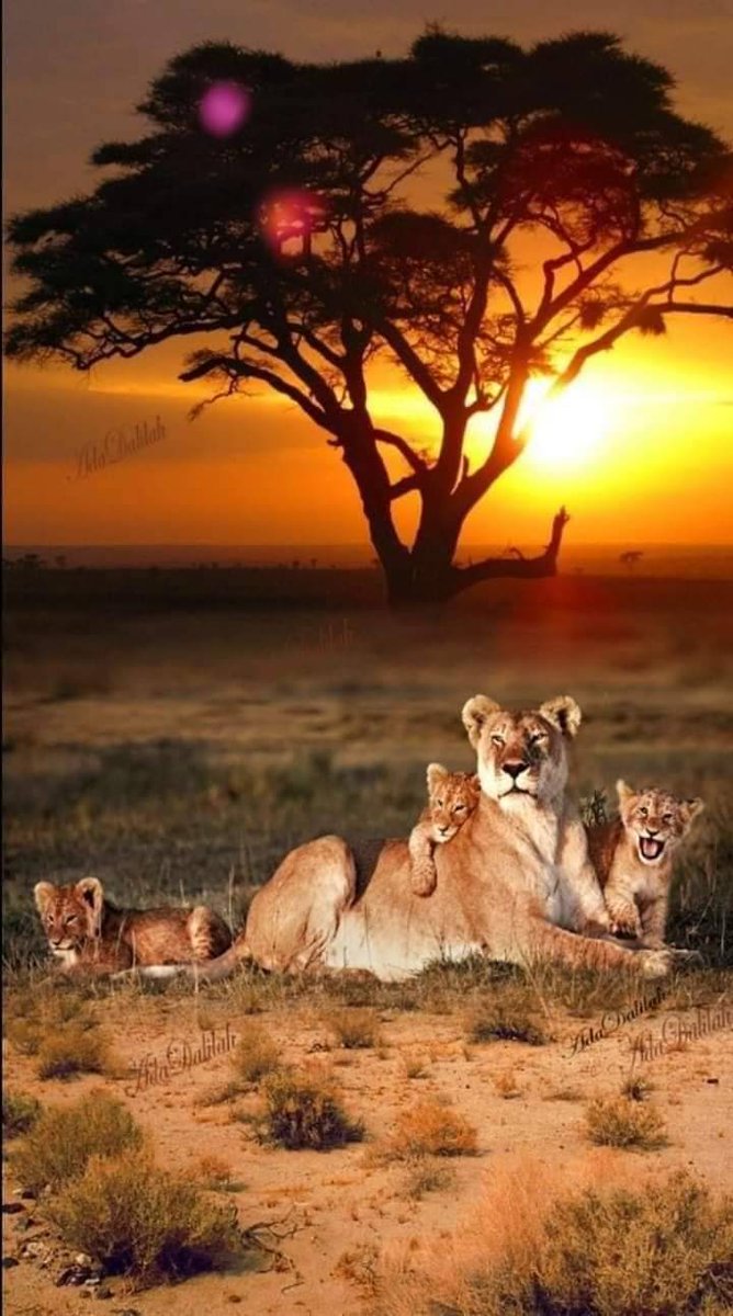 nature4u9's tweet photo. Beautiful Evening ✨✨✨✨✨✨ https://t.co/akEYv5ttN2