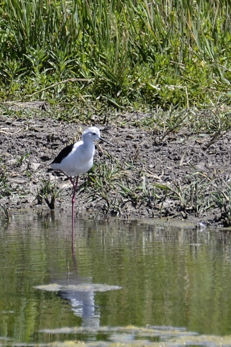 Cigüeñuela común (Himantopus himantopus)