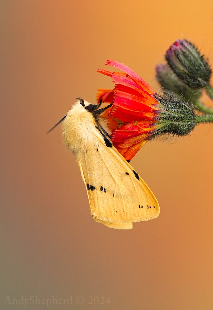 Andy Shepherd tweet media