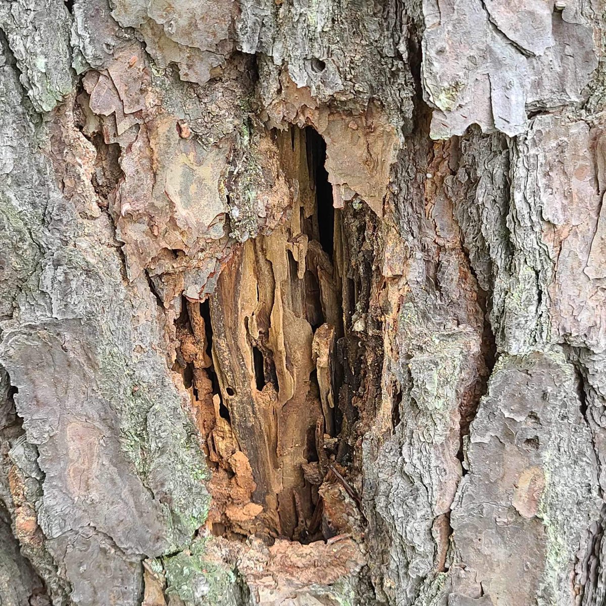 CanopyTreeNC's tweet image. Inspect trees for pests and diseases regularly in the spring and summer. Early detection can prevent further damage and the need for more drastic measures.

#treecare #residentialtreecare #treepests #treeillness