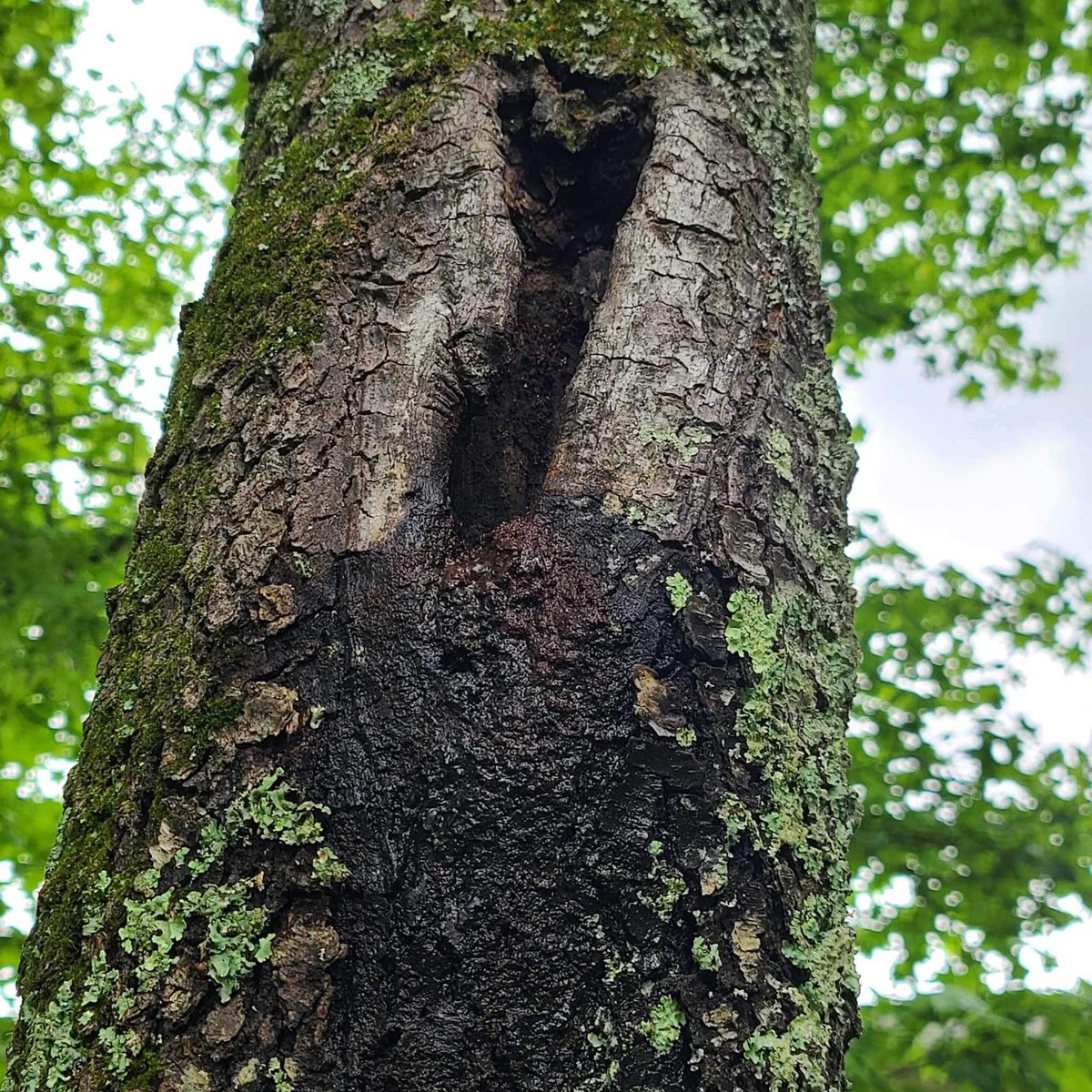 CanopyTreeNC's tweet image. Inspect trees for pests and diseases regularly in the spring and summer. Early detection can prevent further damage and the need for more drastic measures.

#treecare #residentialtreecare #treepests #treeillness