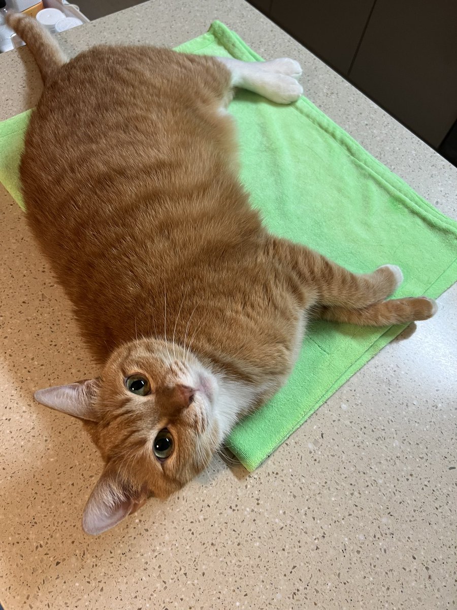 배도 부르겠다 에어컨 바람 솔솔 맞으면서 식탁위에서 자볼까