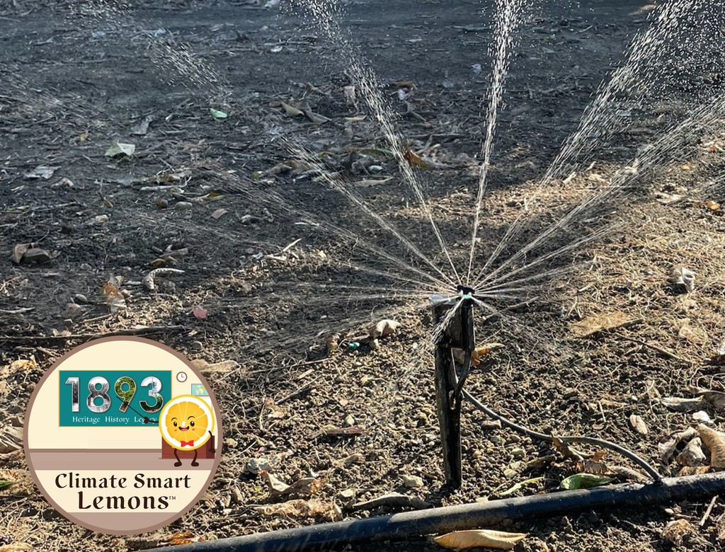 These micro-sprinklers really know how to make a big splash.

Limoneira's extensive network of micro-sprinklers ensures each tree gets the desired amount of water while limiting waste. These efficient irrigation systems target the roots and maintain optimal moisture levels.