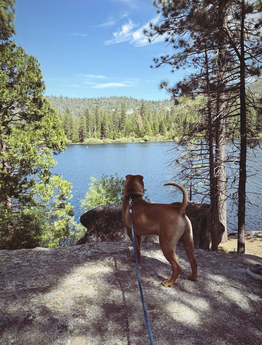 TheBossCutty's tweet photo. Buenos días! ☀️
Aventuras con Bruno 😎🌲🏕️ #SequoiaPark #California #BuenMiércoles https://t.co/Qz3bpAetnw