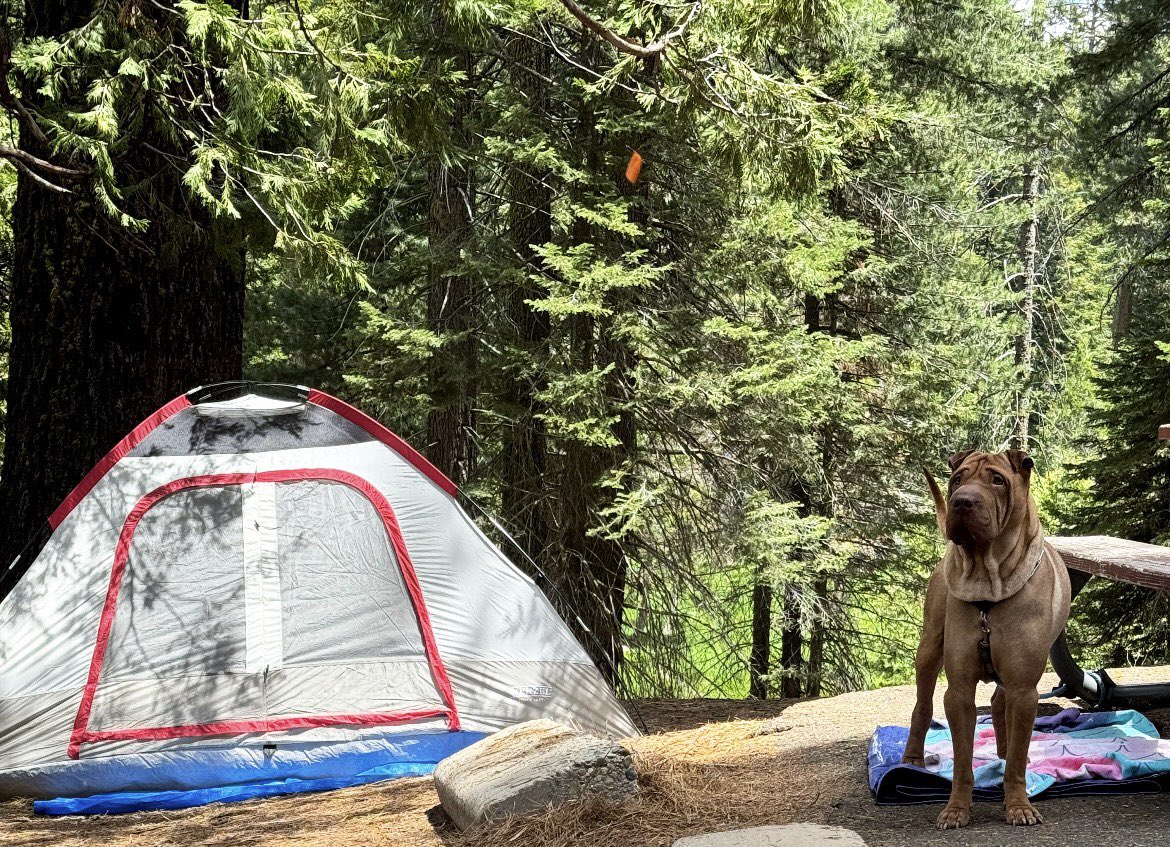 TheBossCutty's tweet photo. Buenos días! ☀️
Aventuras con Bruno 😎🌲🏕️ #SequoiaPark #California #BuenMiércoles https://t.co/Qz3bpAetnw