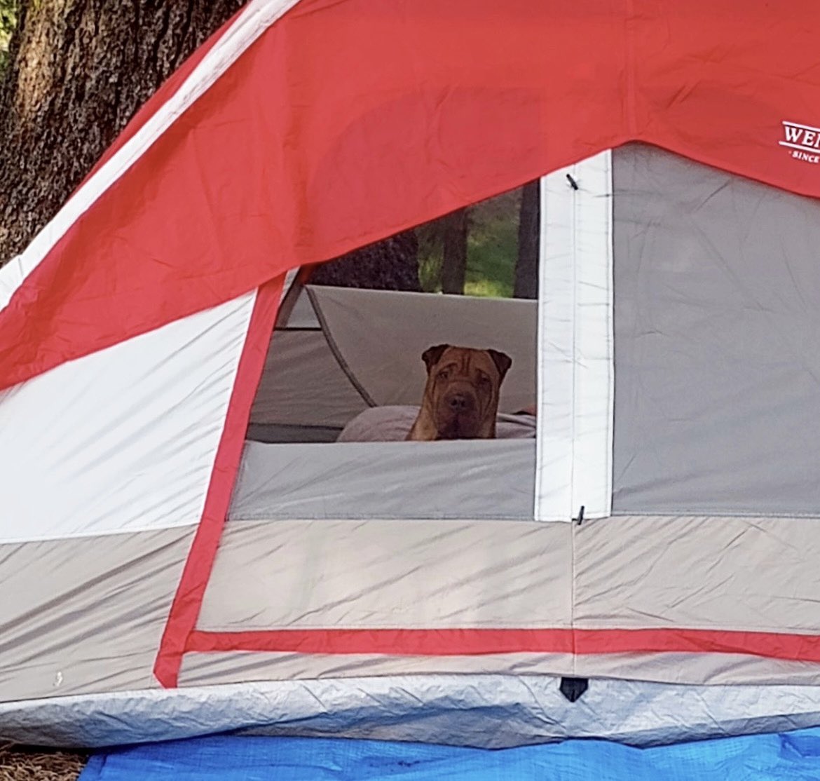 TheBossCutty's tweet photo. Buenos días! ☀️
Aventuras con Bruno 😎🌲🏕️ #SequoiaPark #California #BuenMiércoles https://t.co/Qz3bpAetnw