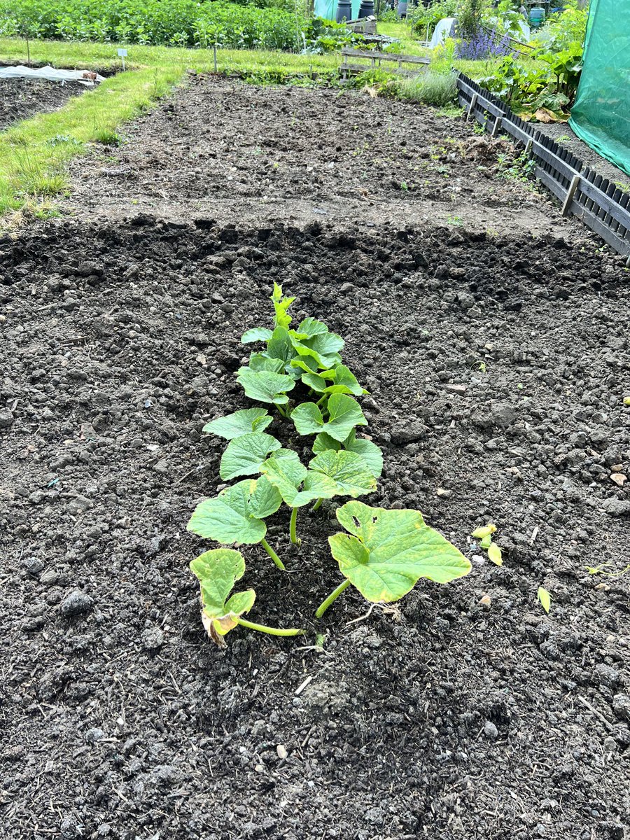Week 3 of giant squash. She has settled in now. I may have to start digging every day soon to catch up with growth. Lots of flowers and fruit very early! #giantpumpkin