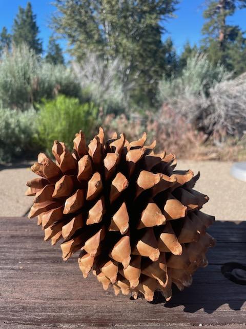 DyerDialogue's tweet photo. Cone Camp 2024 Kick-off!Today is the start of what will be 5 separate Cone Camps across the great state of #California! Together, we can hire, train, and support the up &amp; coming climate #workforce that is truly NEEDED to scale ⬆️ restoration &amp; repair the #Reforestation Pipeline! https://t.co/UqZsJgDywS