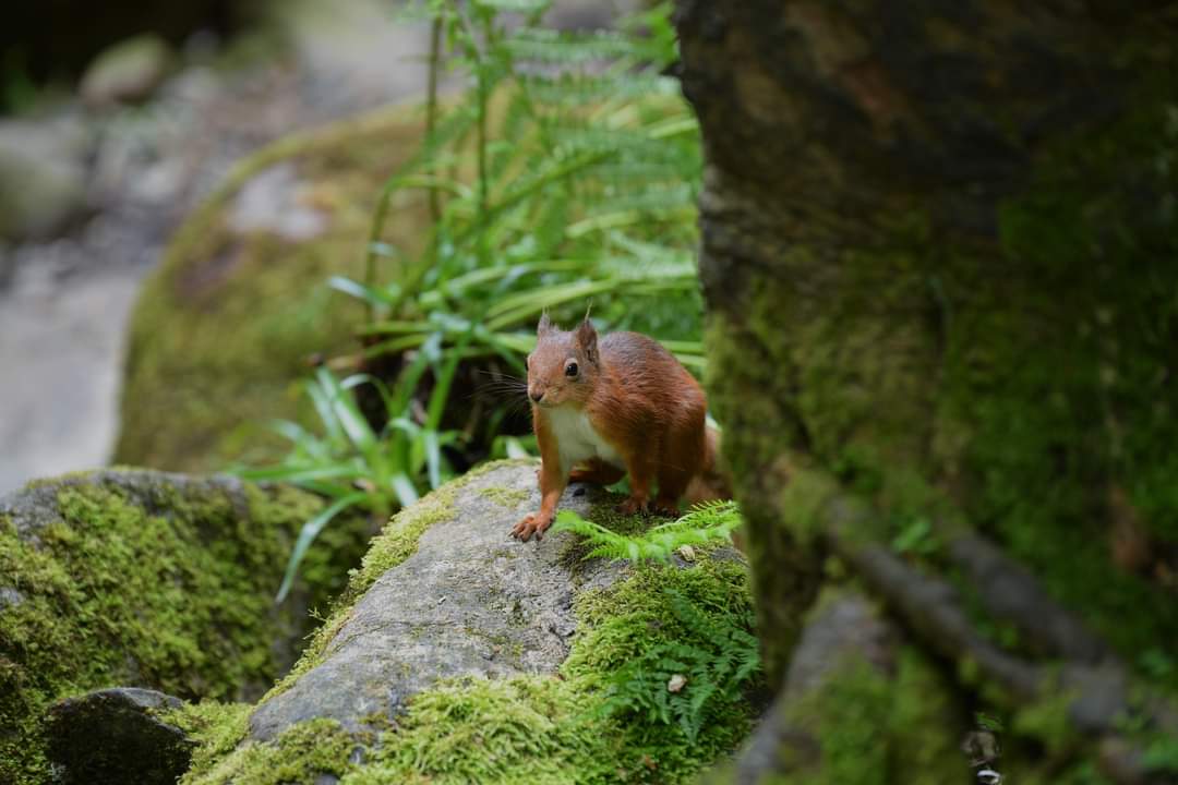Cumbria Shap today on my rest day loved it peace and quiet <a href="/cumbriawildlife/">CumbriaWildlifeTrust</a>