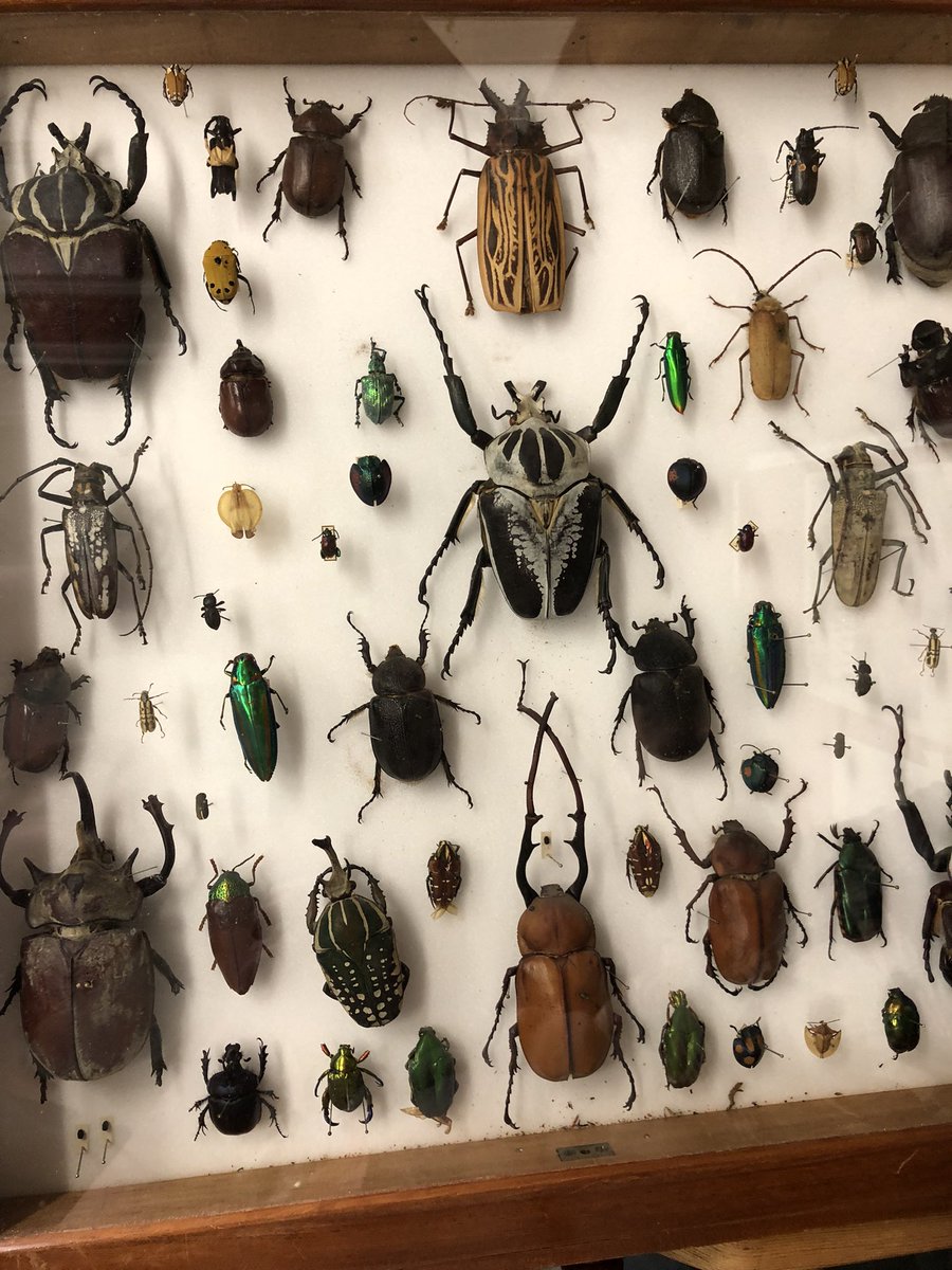 harrysiviter's tweet photo. Year 2 field course ‘amazing insects’ at @NHM_London with the legendary @flygirlNHM 

@BristolBioSci @DrLucyAlford @BristEntNet https://t.co/NSjUKdJ8Nx