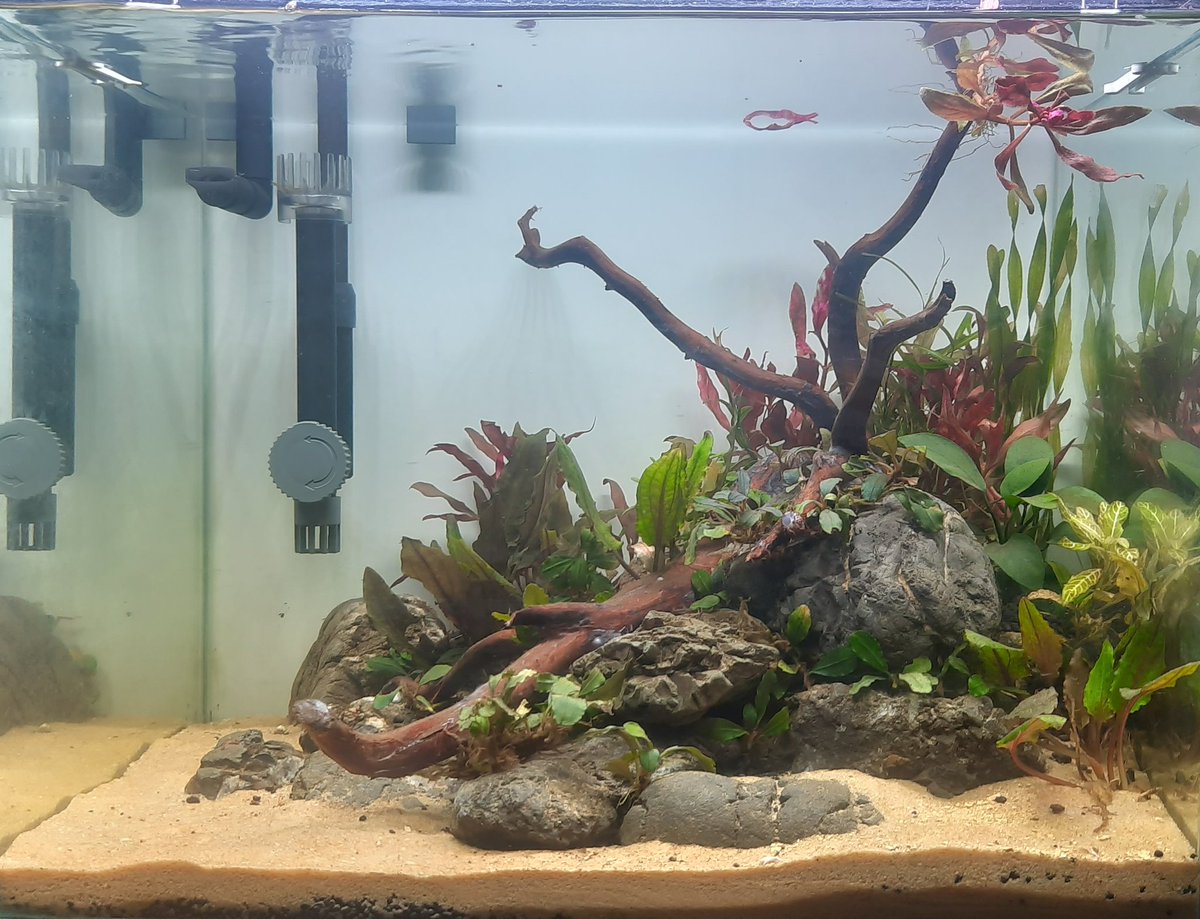 Progress aquascape
Tinggal tambah 🐠🐠🐠